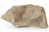 Fossil Leaf (Fagus) - McAbee, BC #226049-1